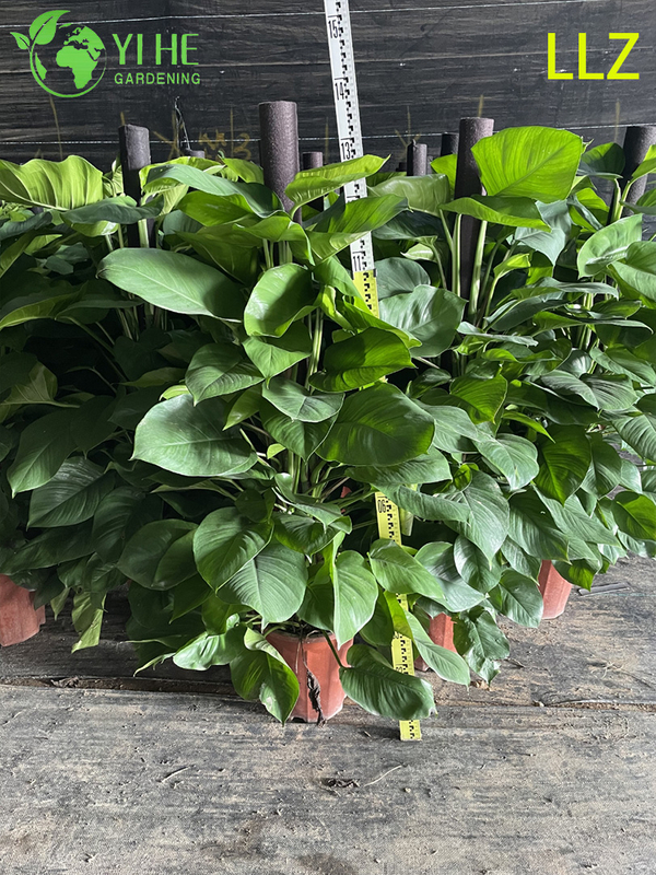 Evergreen Large - Leaf Pothos Pole para planta de purifica&ccedil;&atilde;o de ar interna