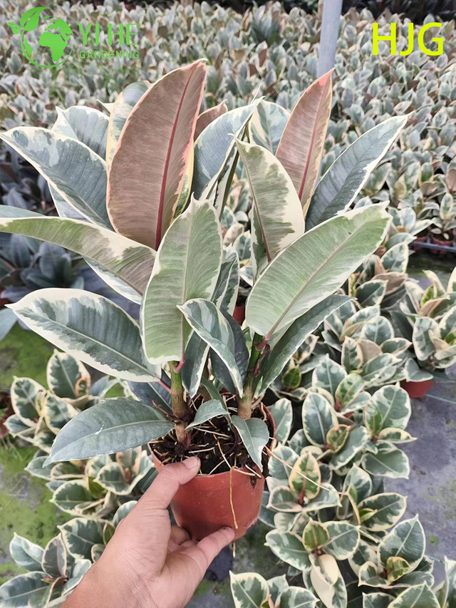 Zimmerblumen-Ficus Tineke-Laub im Topf, dekorative Gr&uuml;npflanzen