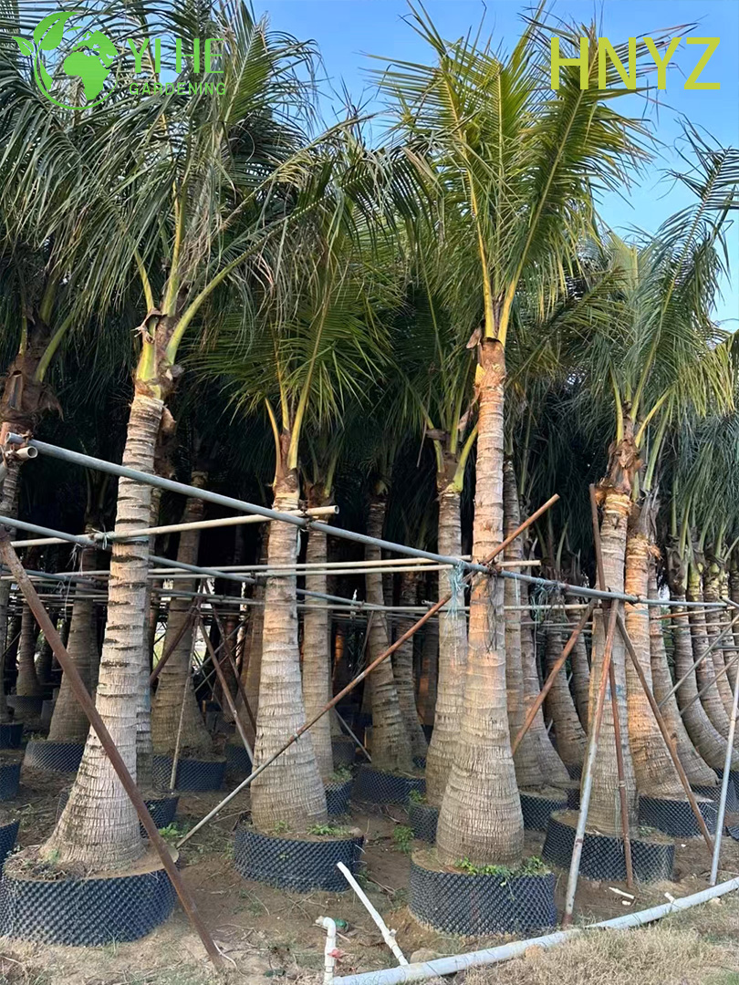 Cocco Hainan all'ingrosso (Cocos Nucifera) - Palme sempreverdi da frutto