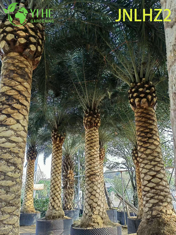 Kanarische Dattelpalme (Phoenix Canariensis) im Gro&szlig;handel – gro&szlig;e, salztolerante, winterharte Palmen
