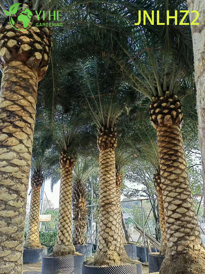 Kanarische Dattelpalme (Phoenix Canariensis) im Gro&szlig;handel – gro&szlig;e, salztolerante, winterharte Palmen