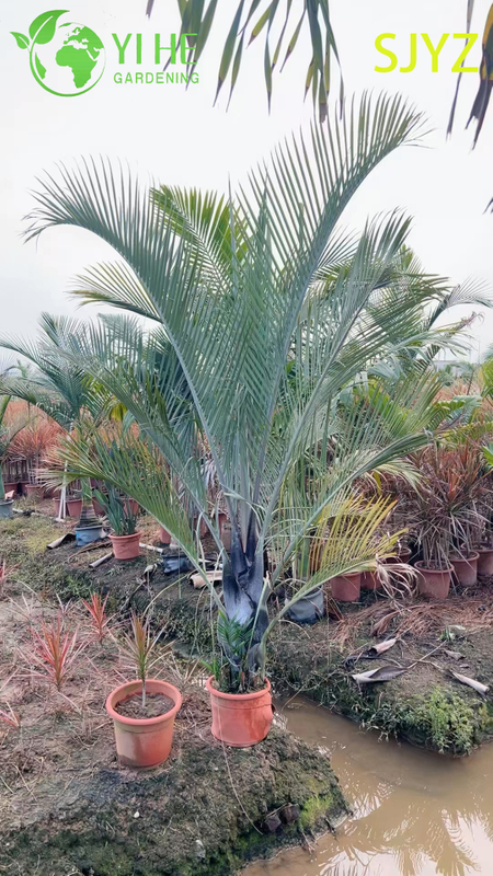 Palma Triangular (Dypsis Decaryi) Al Por Mayor - Palmas Ornamentales De Hoja Perenne