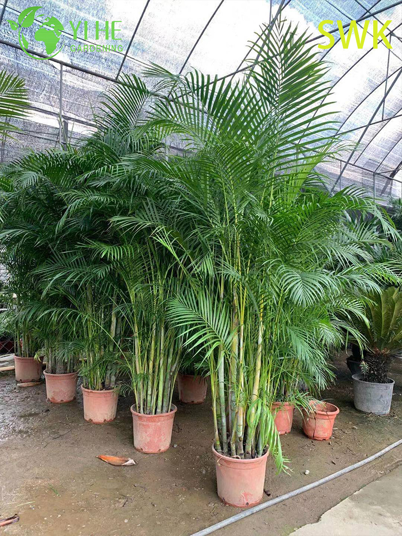 Chrysalidocarpus lutescens Tropische immergr&uuml;ne Palme f&uuml;r die Dekoration im Innen- und Au&szlig;enbereich