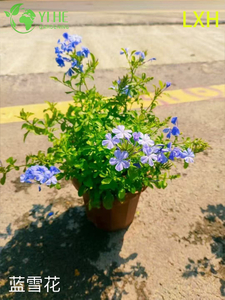 Plantes en pot Plumbago Auriculata, vente en gros, pour décoration extérieure de fleurs bleues tropicales