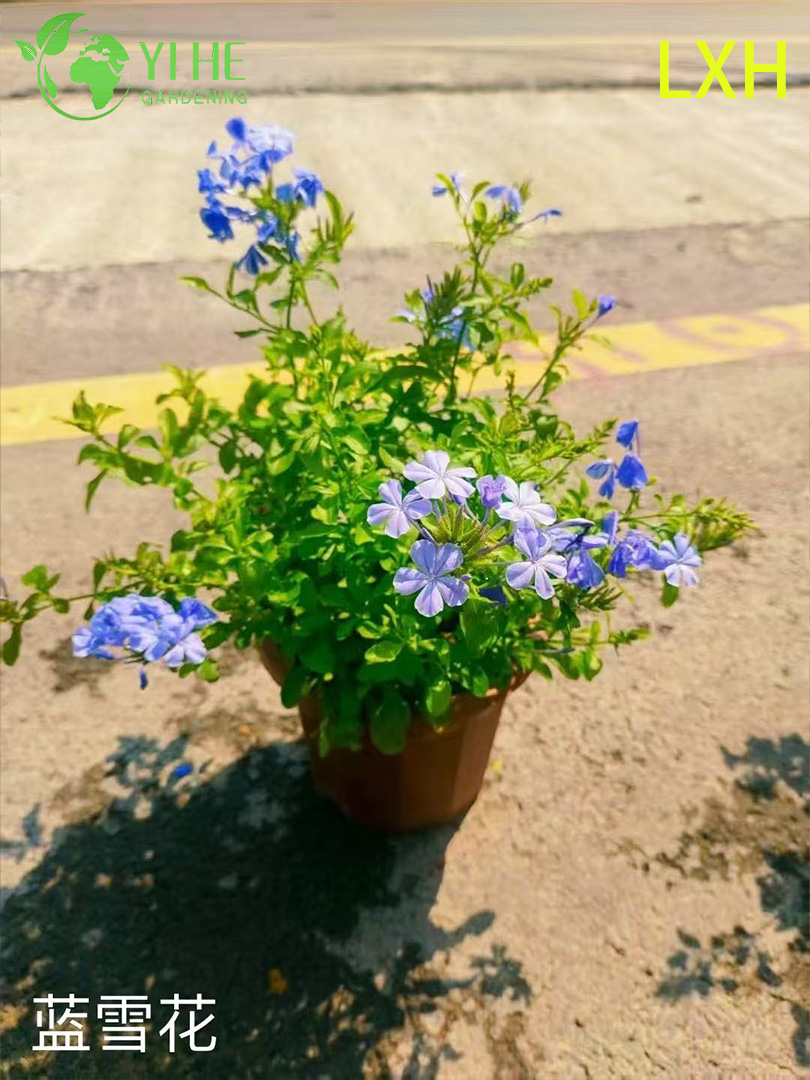 Großhandel mit Plumbago Auriculata-Topfpflanzen für tropische blaue Blumendekoration im Freien