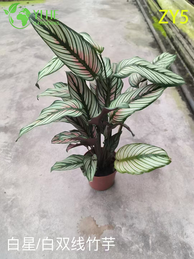 Plantas Calathea por atacado premium - Folhagem tropical para decora&ccedil;&atilde;o interna/externa