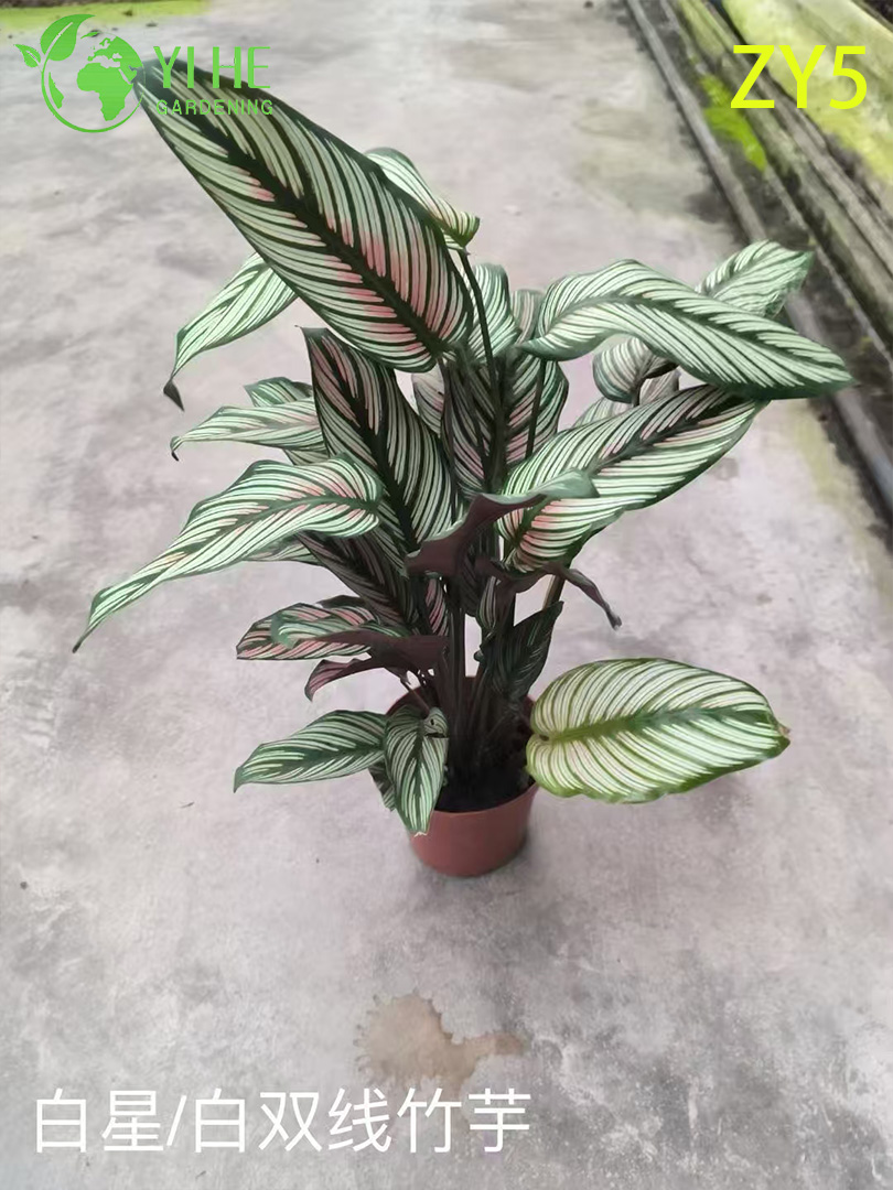 Plantas Calathea por atacado premium - Folhagem tropical para decora&ccedil;&atilde;o interna/externa
