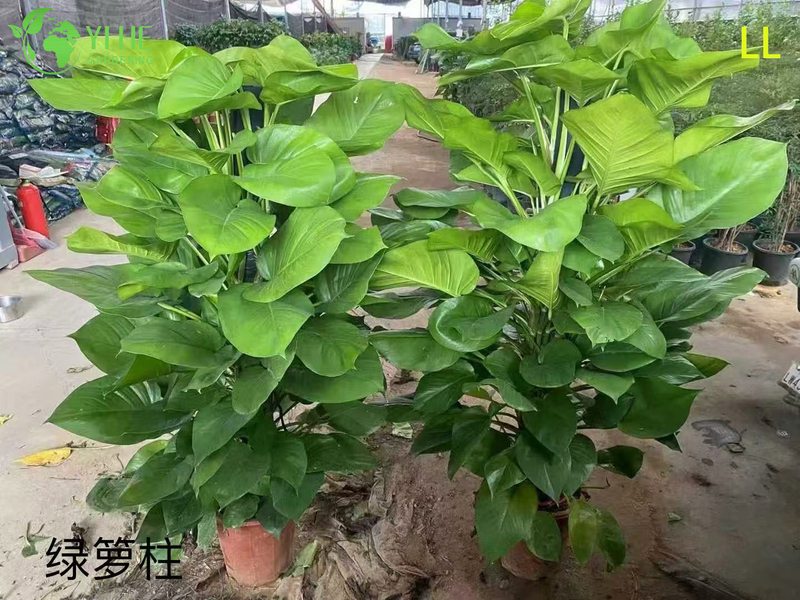 Оптовые горшечные растения Epipremnum Aureum для подвесного декора для очистки воздуха в помещении