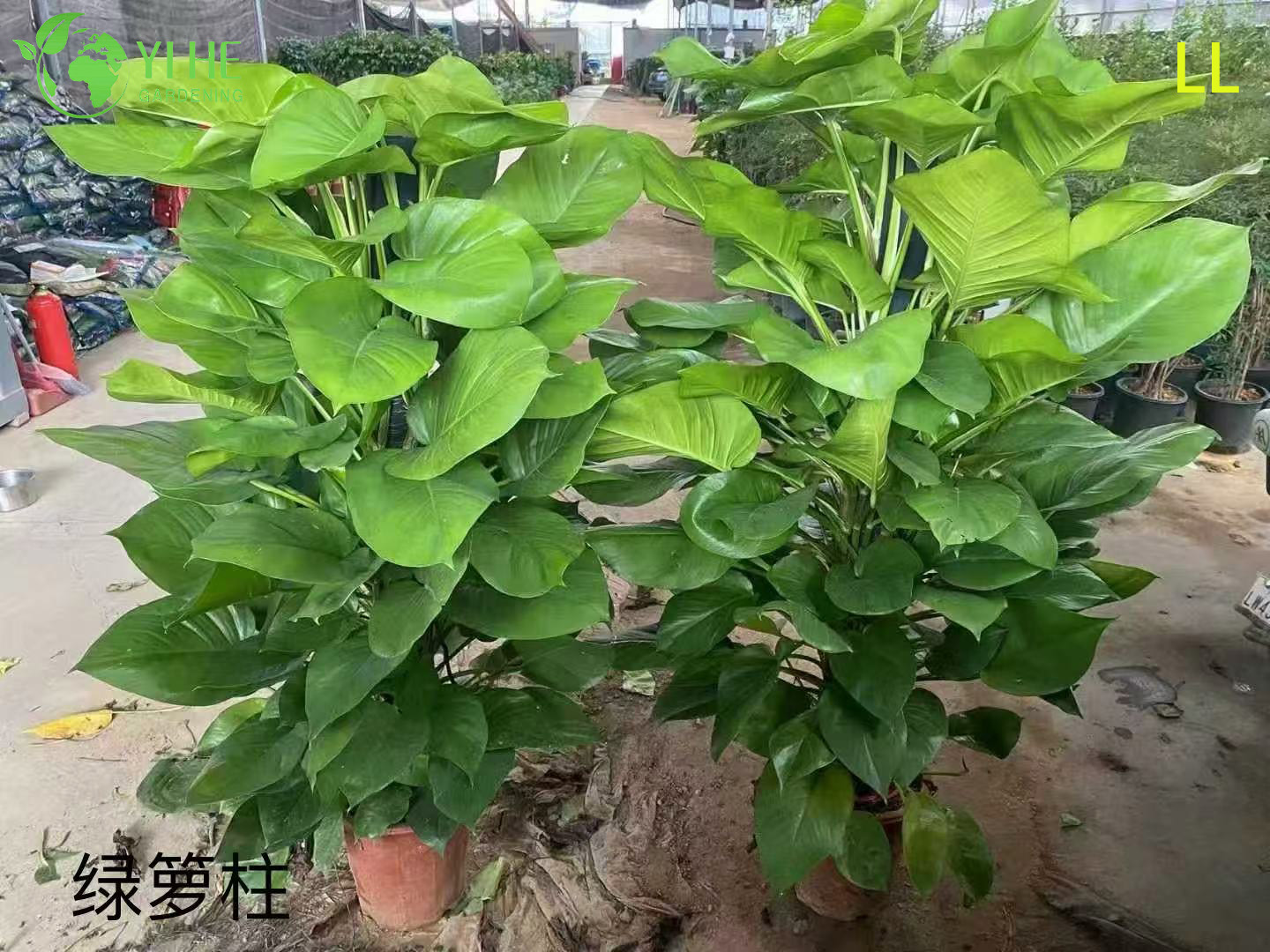 Оптовые горшечные растения Epipremnum Aureum для подвесного декора для очистки воздуха в помещении