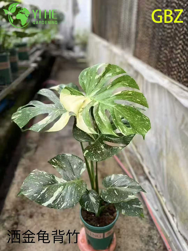 Hurtownia roślin doniczkowych Monstera Deliciosa do dekoracji dużych liści w pomieszczeniach