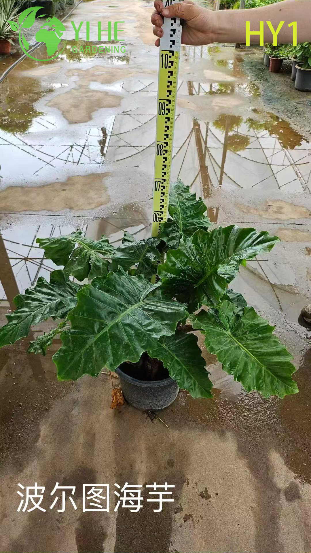 الجملة Alocasia بوعاء النباتات للديكور الداخلي أوراق الشجر الاستوائية الكبيرة