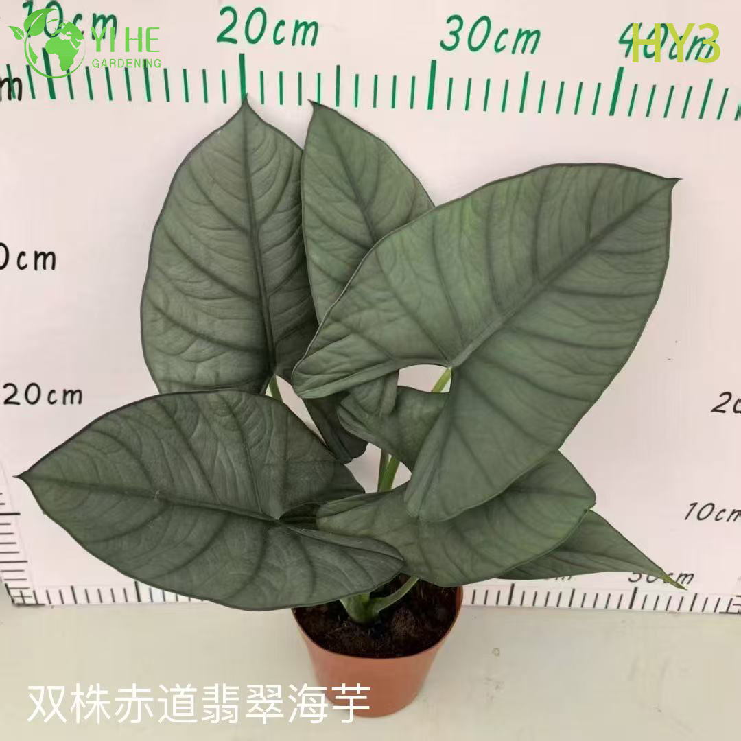 ፕሪሚየም ትልቅ - ቅጠል Alocasia ለጅምላ ወደ ውጭ መላክ ማስጌጥ እና የመሬት ገጽታ