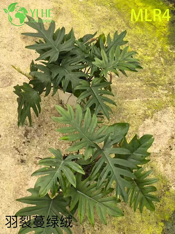 Piante di filodendro all'ingrosso - Vegetazione decorativa con fogliame lussureggiante per interni ed esterni