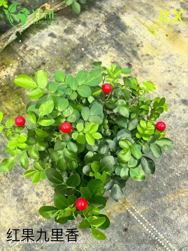 نباتات Murraya Paniculata المُحفوظة بوعاء للبيع بالجملة لتزيين الزهور العطرة في الأماكن المغلقة والخارجية