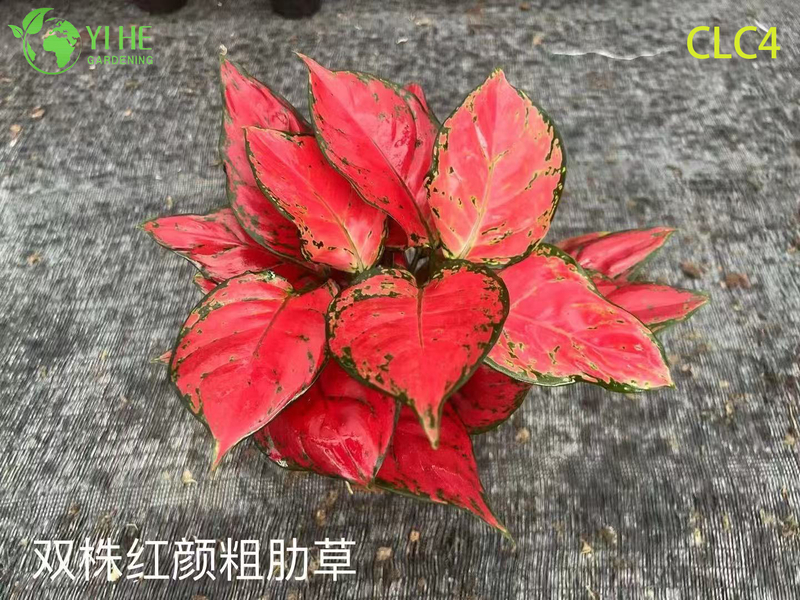 الجملة نباتات Aglaonema الاستوائية للديكور الداخلي والخارجي