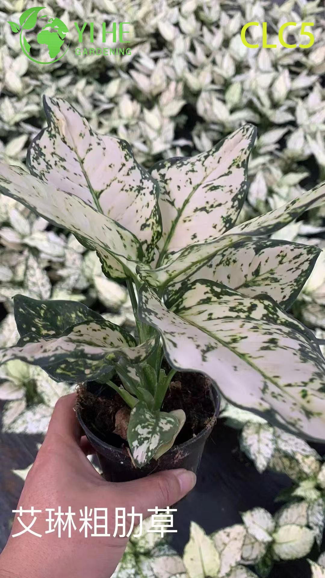 Toptan Aglaonema Bitkileri - Ev ve Ofis i&ccedil;in Canlı Yapraklı İ&ccedil; Mekan Dekoratif Yeşillik