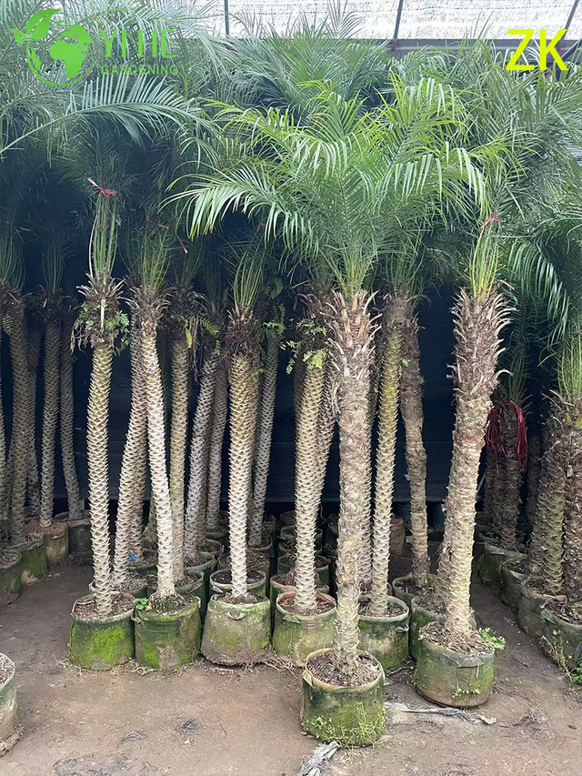 Groothandel export naaldpalm sier groenblijvende palmboom premium kwaliteit