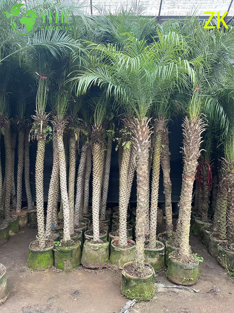 Palmier &agrave; aiguilles d'exportation en gros, palmier ornemental &agrave; feuilles persistantes, qualit&eacute; sup&eacute;rieure