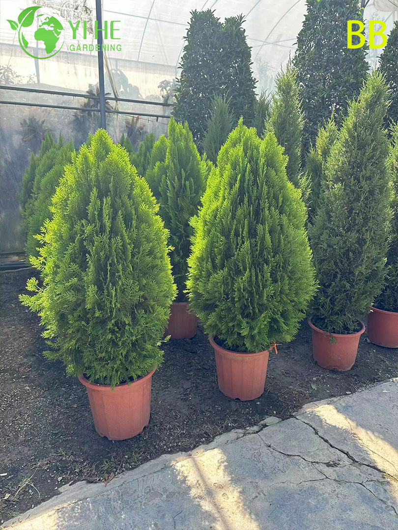 الجملة شجرة السرو هينوكي دائمة الخضرة الزينة للحدائق الخارجية بونساي