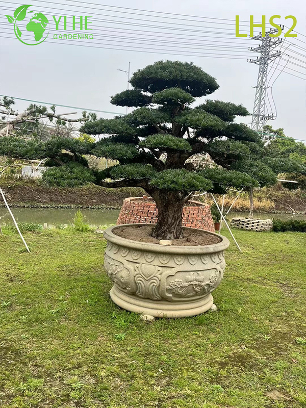 សិល្បៈ - រាង Podocarpus Bonsai សម្រាប់ការបង្ហាញសួន