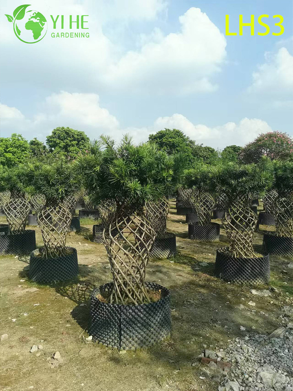Bonsai Podocarpus a forma di S per decorazioni artistiche da giardino