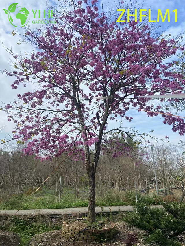 وردى الزينة - شجرة التابيبويا الوردية المزهرة (غير مطعمة)