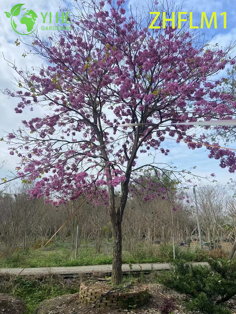 Zierbaum mit rosa Blüten, Tabebuia rosea (nicht veredelt)