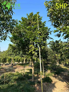 S&uuml;s Kıyı Millettia pinnata Ağacı