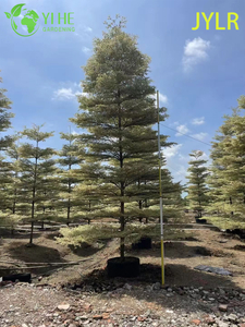 Ozdobne, barwne drzewo Terminalia neotaliala