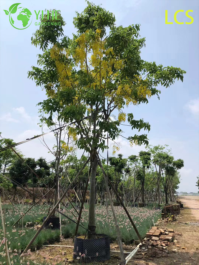 Albero ornamentale in fioritura della fistola Cassia dorata