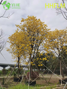 Arbre &agrave; fleurs ornemental jaune Handroanthus chrysanthus