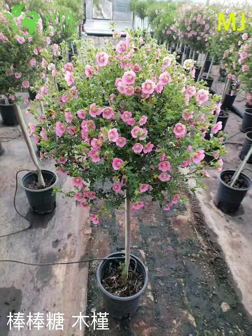 Hurtowy eksport Hibiscus Syriacus Ozdobny krzew kwitnący Najwyższa jakość