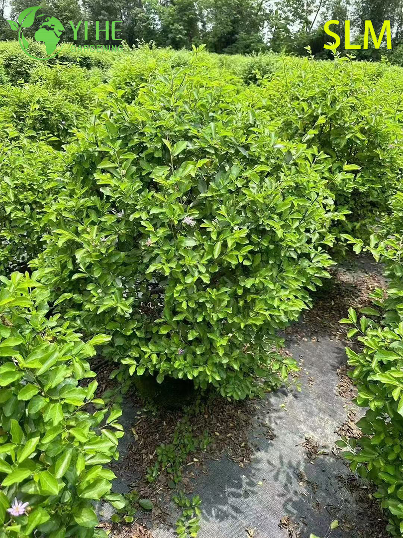 Arbuste ornemental en bois de Lotus pour zones humides, qualit&eacute; sup&eacute;rieure, vente en gros, exportation