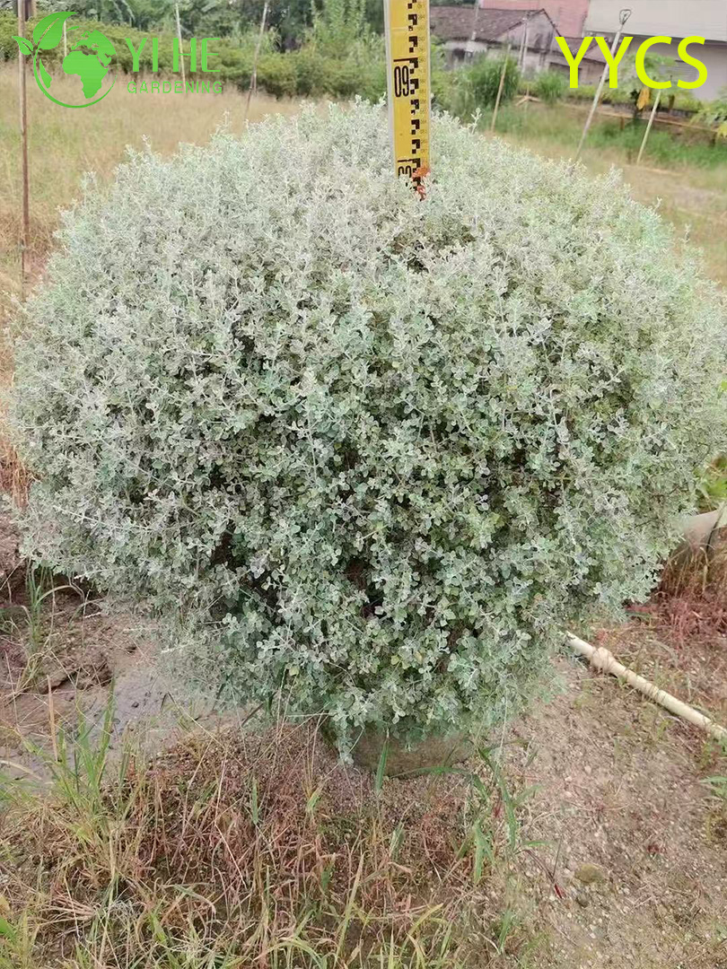 थोक निर्यात सिल्वर-लीफ हैम्स्टर प्लांट सजावटी रसीला प्रीमियम गुणवत्ता