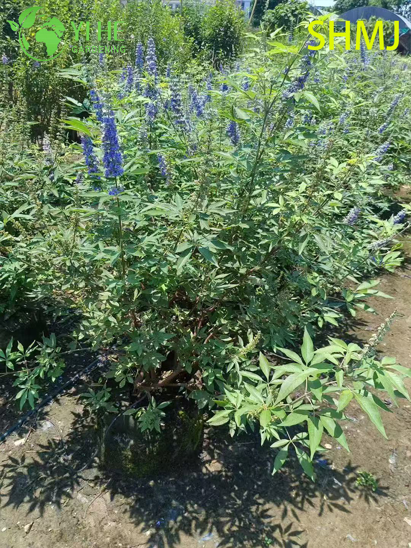 卸売輸出 Vitex Agnus-Castus 観賞用開花低木プレミアム品質