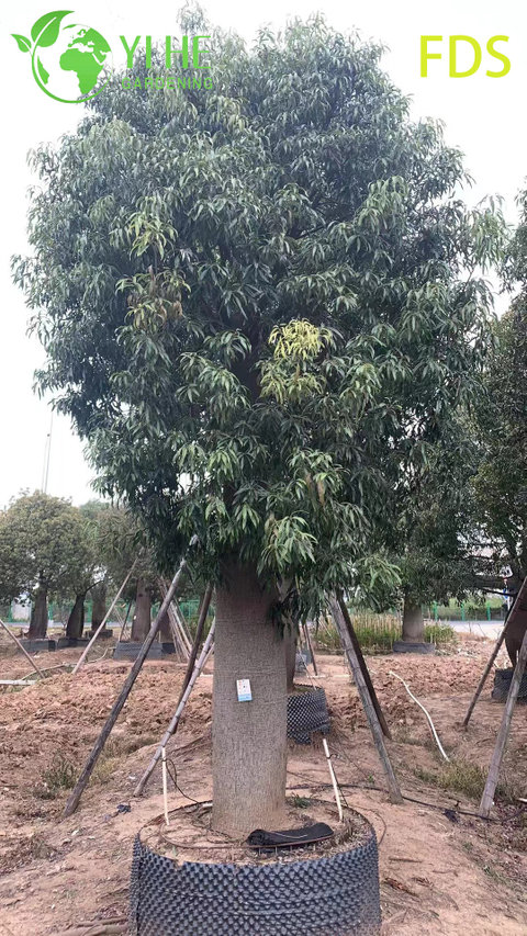 Jatropha podagrica suculenta ornamental, &aacute;rbol de jatropha en forma de vientre tropical, planta &uacute;nica del vientre de Buda en flor, jard&iacute;n ex&oacute;tico Jatropha