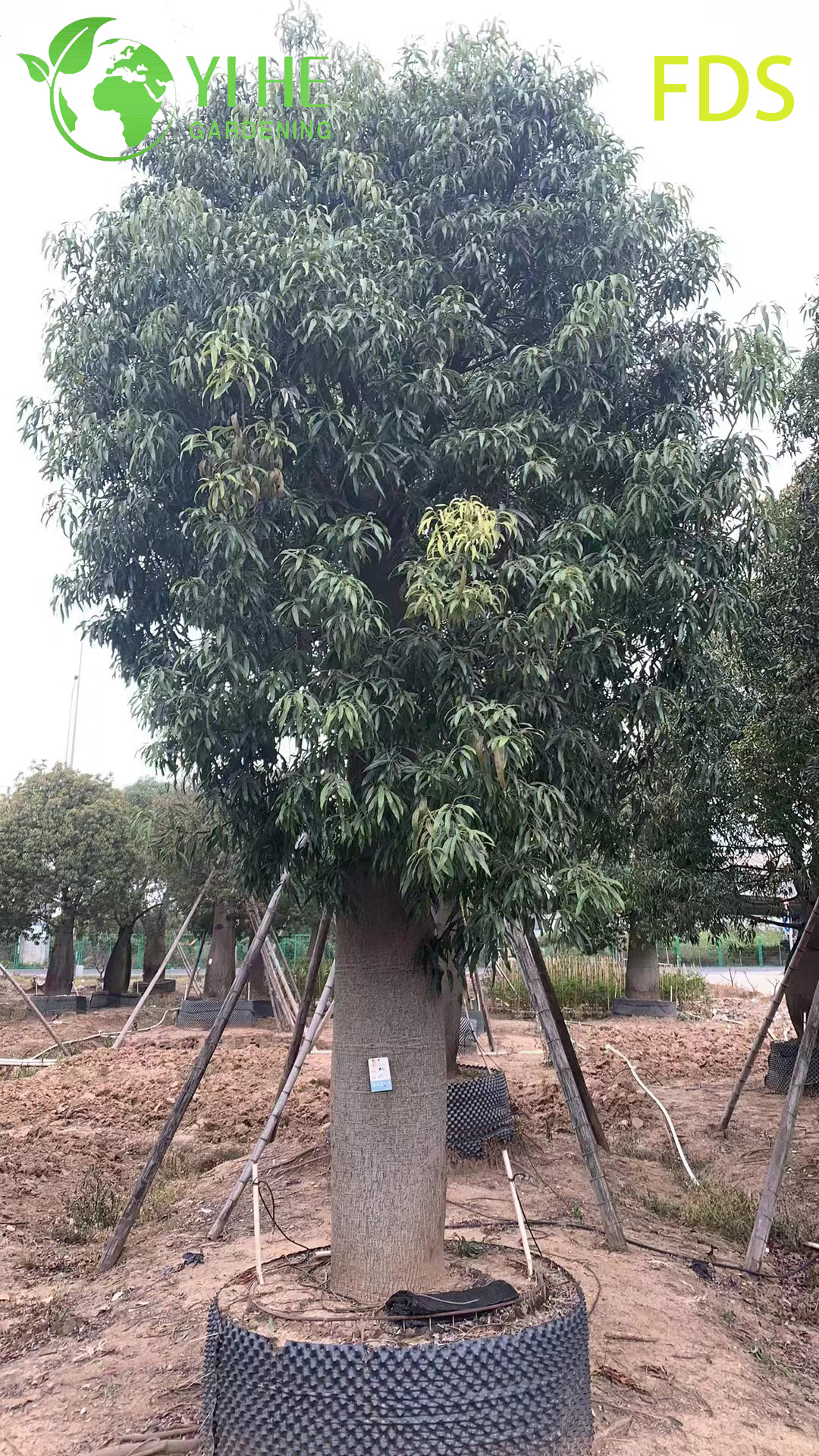 Jatropha podagrica suculenta ornamental, &aacute;rbol de jatropha en forma de vientre tropical, planta &uacute;nica del vientre de Buda en flor, jard&iacute;n ex&oacute;tico Jatropha