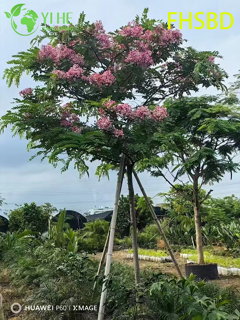 Rosa ornamental - Cassia javanica florecida, &Aacute;rbol de casia rosa de jard&iacute;n tropical, Cassia javanica de floraci&oacute;n perenne, Rosa paisaj&iacute;stico - Cassia en flor