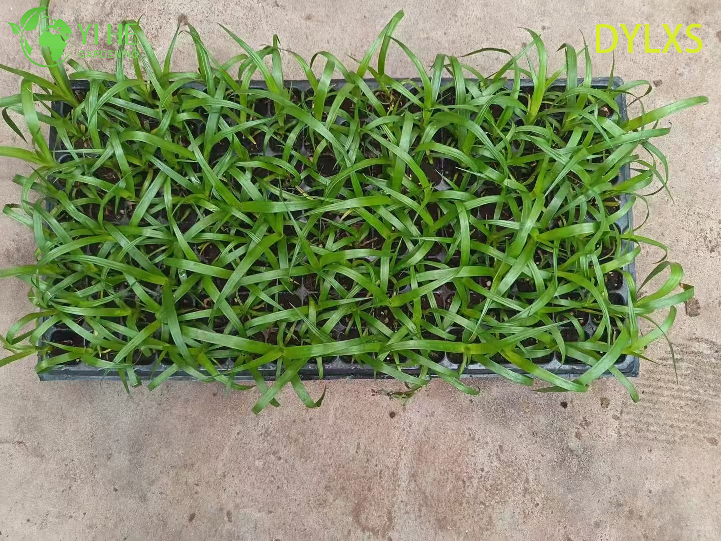 Exportation en gros de semis de Dracaena à grandes feuilles | Semis de plantes ornementales tropicales