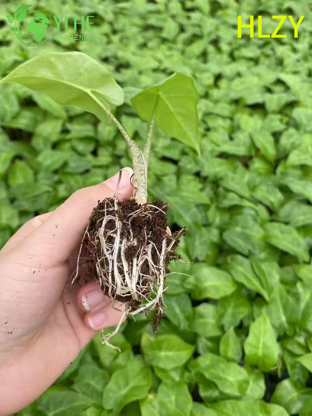 Toptan İhracat Hailian Calathea Fideleri | Tropikal S&uuml;s Yeşillik Fideleri