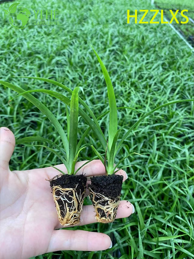 የጅምላ ሽያጭ ጥቁር ዕንቁ Dracaena ችግኝ | የትሮፒካል ጌጣጌጥ ተክሎች ችግኞች