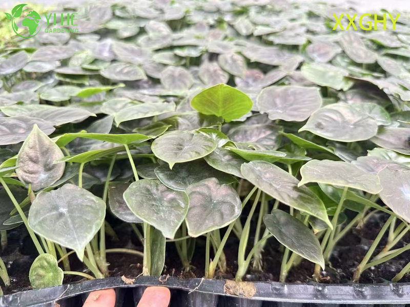 លក់ដុំនាំចេញគ្រាប់ពូជបិសាចអាឡូកាស៊ី | កូនឈើ​លម្អ​តំបន់ត្រូពិច
