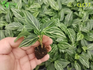 Exportation en gros de veine rouge/veine blanche/éclat rouge Aglaonema | Semis de plantes à feuillage tropical