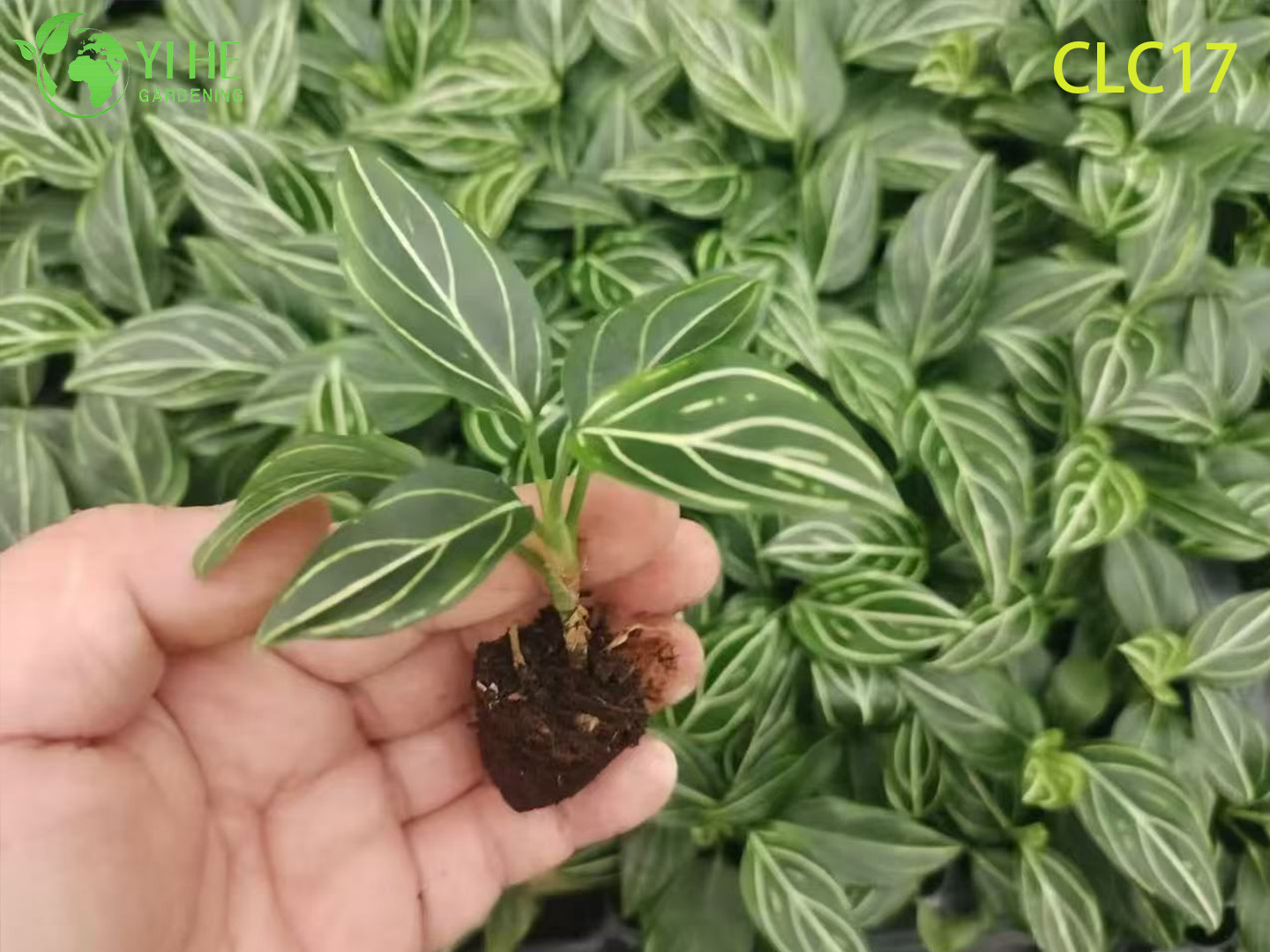 Exportaci&oacute;n al por mayor Vena roja/Vena blanca/Aglaonema resplandor rojo | Pl&aacute;ntulas De Plantas De Follaje Tropical