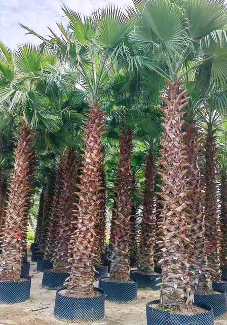 PALME