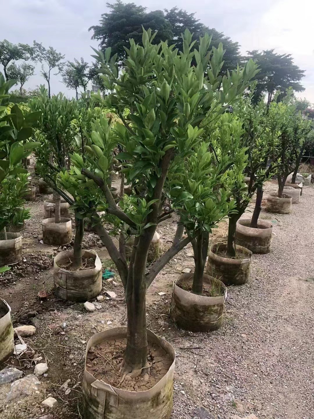  Апельсиновые деревья Citrus sinensis