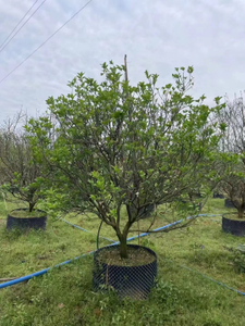 Citrus maxima (Burm.) Merr., Деревья помело.