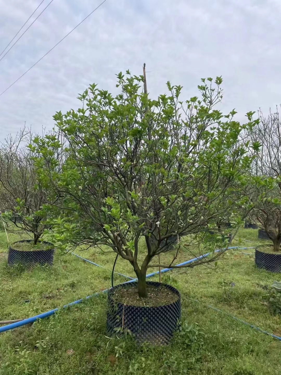 Citrus maxima (Burm.) Merr., Pomelobäume