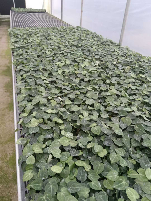 एचेमिया ब्रोमेलियाड
