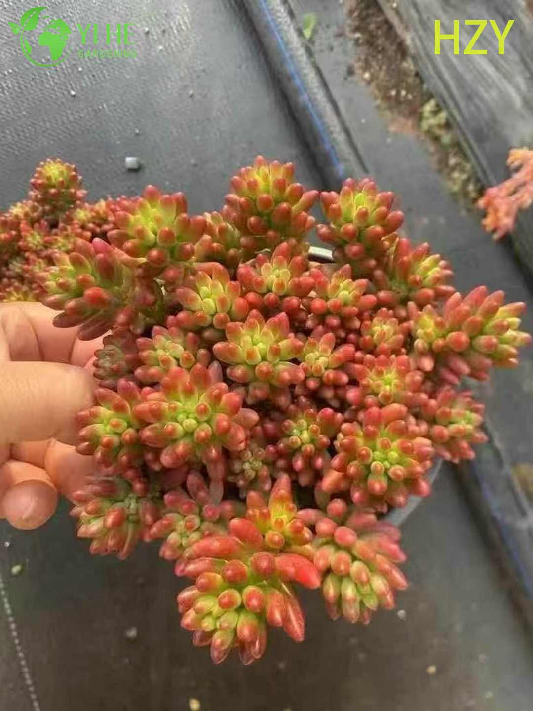 B&aacute;n bu&ocirc;n c&acirc;y đậu đỏ sống mọng nước Sedum Rubrotinctum Bonsai